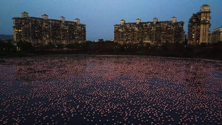 Thousands Of Flamingos Have Turned Mumbai Pink During Lockdown