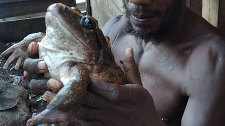 Villagers Stunned After Discovering Enormous Frog 'As Big As Human Baby'
