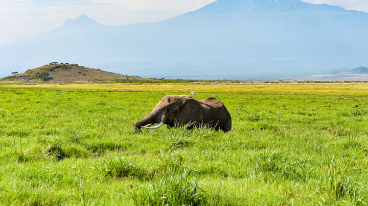 Kenya's Elephant Population Has Doubled Over Last Three Decades
