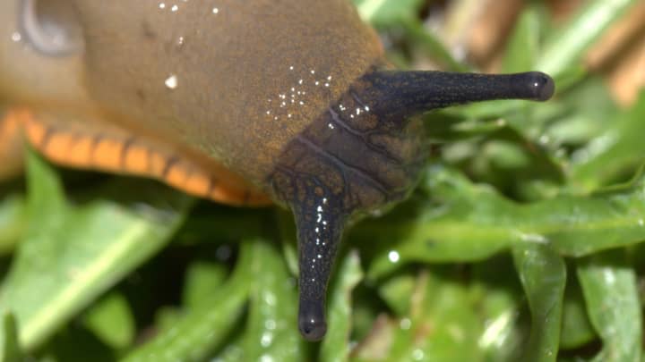 New Medical Bio-Glue Inspired By Slug Mucus Could Save Lives