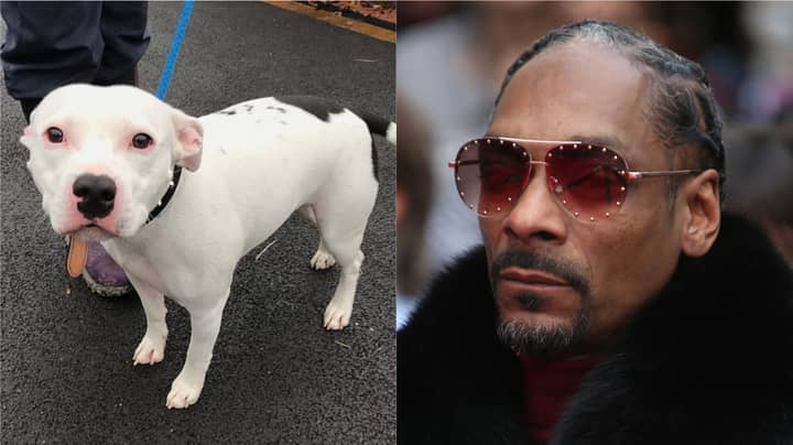 ​Snoop Dogg Offers Home To Abandoned Staffie Dog Called Snoop