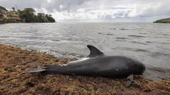 Dead Dolphins Wash Up In Mauritius After Japanese Oil Tanker Spill