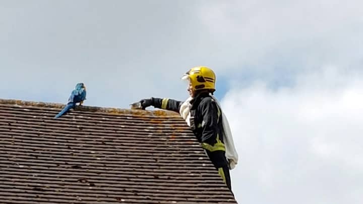 Parrot Trapped On Roof Keeps Telling Fire Crew To "F**k Off"