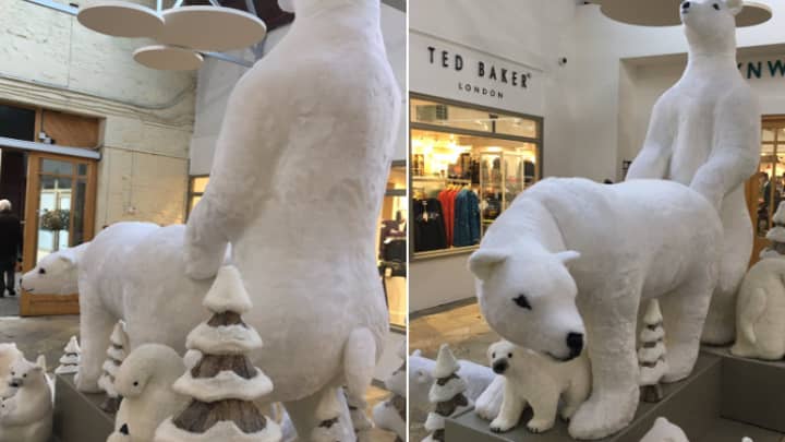 Shoppers Left 'Amused Yet Disturbed' By Mating Polar Bear Display