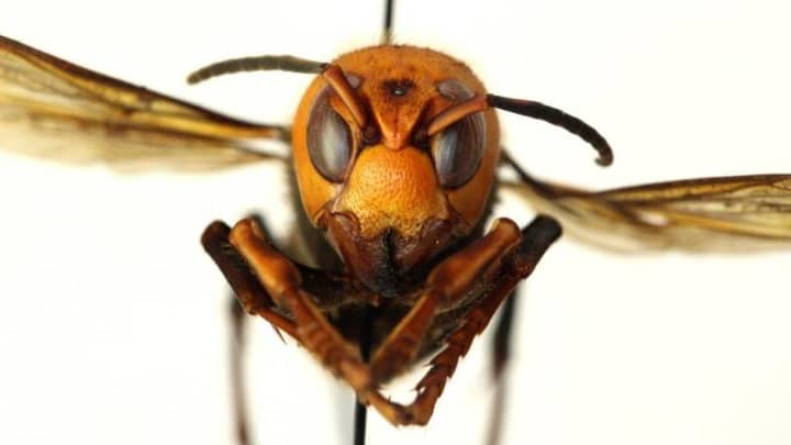 America Dealing With First Ever Outbreak Of 'Murder Hornets'