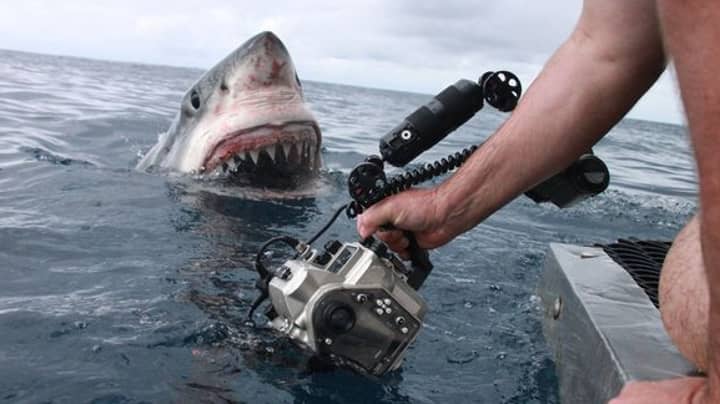 Man Captures Incredible Photos Of Great White Shark Just Inches From Its Mouth