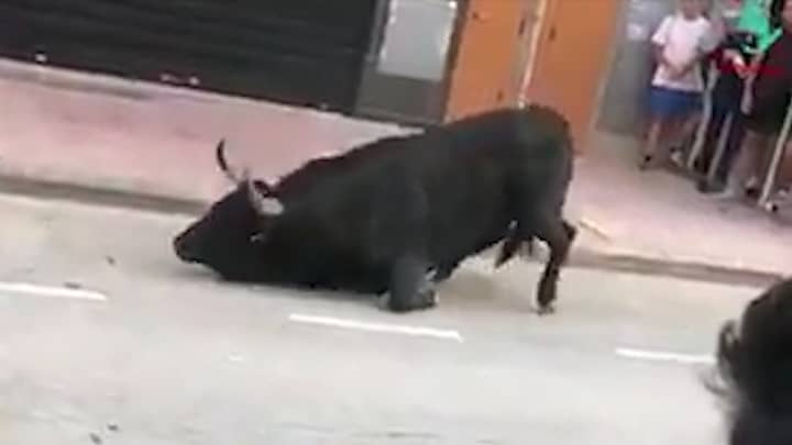 Footage Shows Distressed Bull Unable To Get Up During Bull-Running Event 