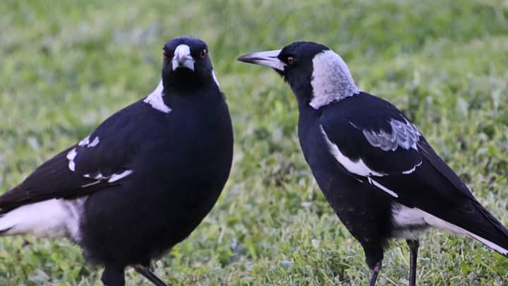Officials Order The Death Of Two Magpies For Injuring Loads of Aussies