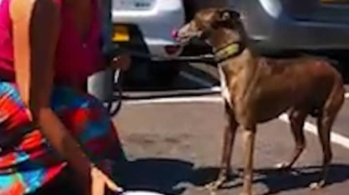 Hero Shopper Breaks Window To Rescue Dog Trapped Inside Hot Car
