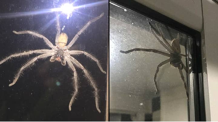 ​This Huntsman Spider Was So Big It Scared Someone’s Cat