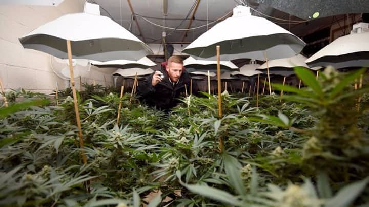 Inside The £2m-A-Year Cannabis Factory Hidden In Nuclear Bunker
