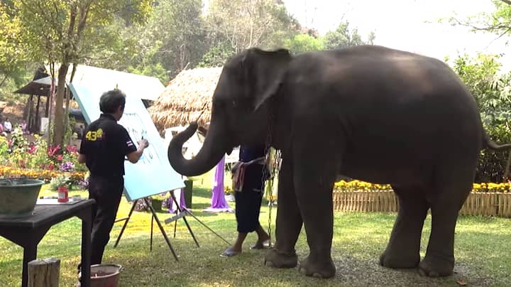 Heartbreaking Video Shows Chained Elephant Forced To Paint Self Portrait In Front Of Tourists