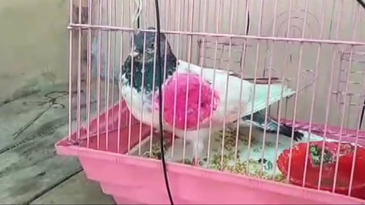 Indian Officials Catch Suspected 'Spy' Pigeon From Pakistan