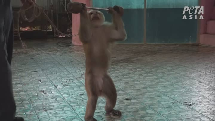 Heartbreaking Footage Shows Monkey In Thailand Being Forced To Lift Weights