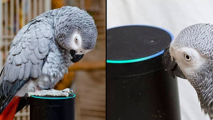 Parrot Falls In Love With Alexa And Keeps Ordering Things From Amazon