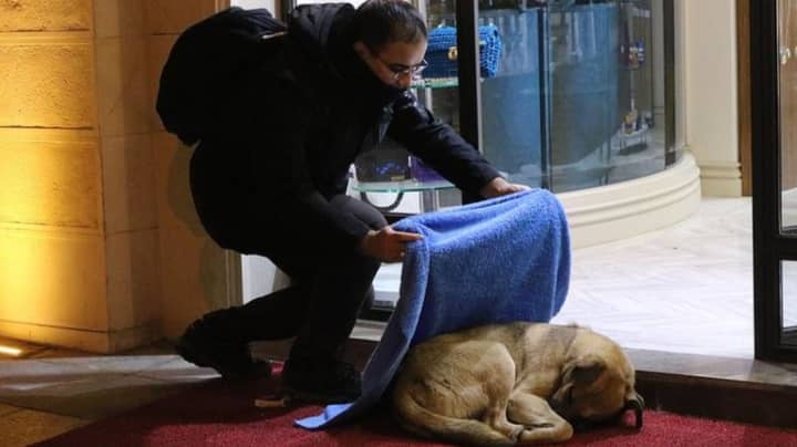 Turkish Dentist Photographed Giving Out Blankets To Stray Animals