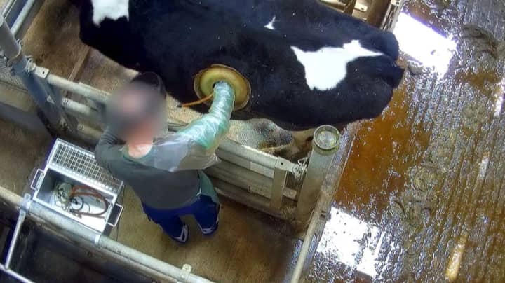 Activists Film Cows With 'Windows' In Their Stomachs At Research Centre 