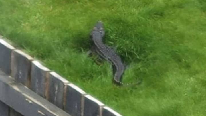 Woman Spots 4ft-Long 'Crocodile' In Back Garden In Yorkshire 