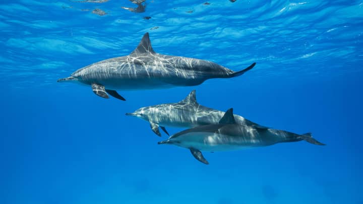 Female Dolphins May Experience Similar Sexual Pleasure To Humans