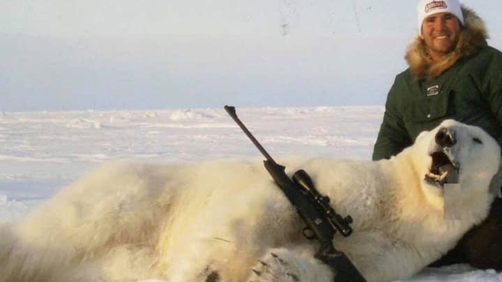 Experts Say There's Been A Rise In Organised Polar Bear Hunts