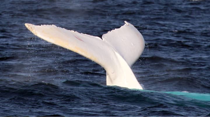 Photographer Captures Incredibly Rare White Whale