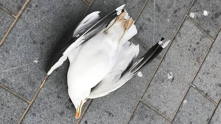 Man Kills Seagull After It Steals One Of His Chips