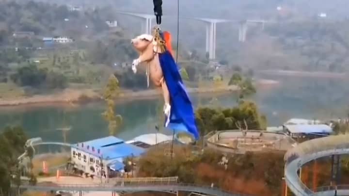 Squealing Pig Thrown Off Bungee Jump At Chinese Theme Park