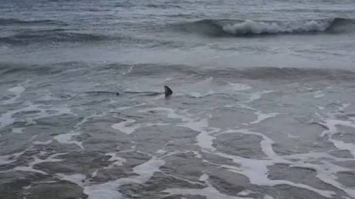 Aussie Man Films Shark Just Metres From Shore 