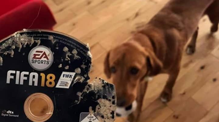 Man Comes Home To Find His Dog Has Eaten His Copy Of 'FIFA 18'