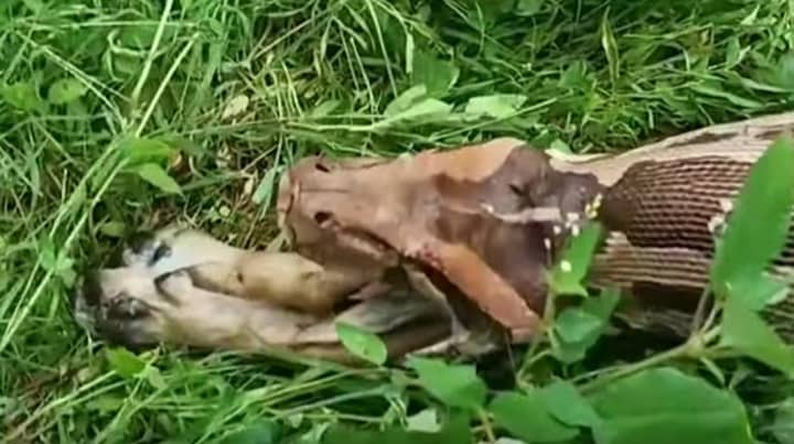 Footage Shows 13-Foot-Long Snake Vomiting Up An Entire Dog 