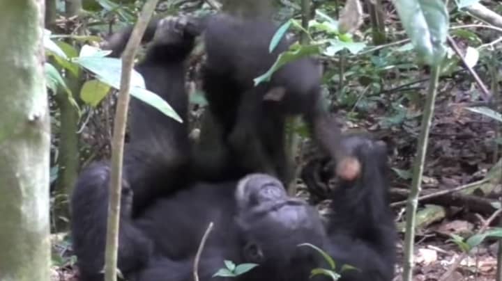 Heartwarming Footage Shows Chimp Playing ‘Airplane’ With Baby