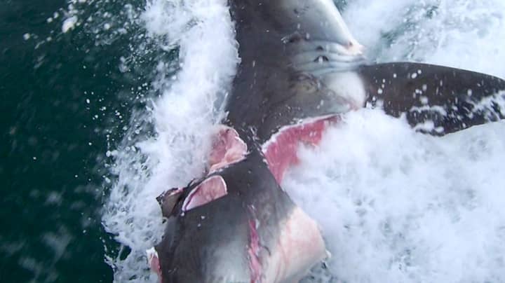 Great White Sharks Bite Chunks Out Of Each Other In Frenzied Attack