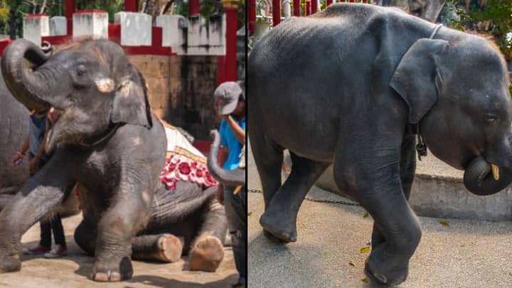 'Real Life Dumbo' Dies After His Back Legs Snap While Performing Tricks At Thai Zoo 