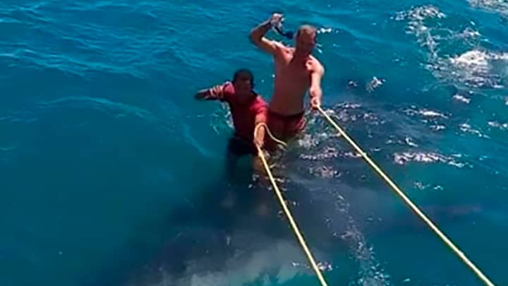 Men Spark Outrage After Pictures Show Them Riding A Whale Shark