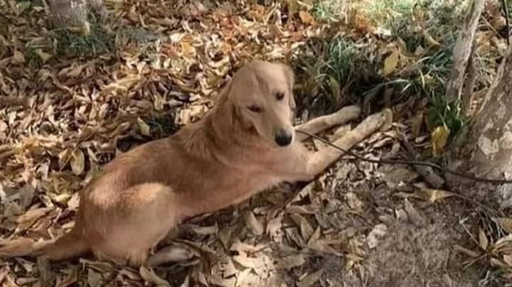 Loyal Golden Retriever Walked 62 Miles To Find Owners