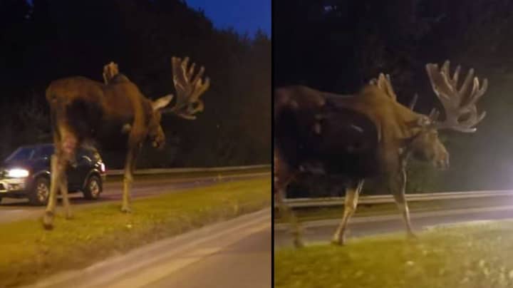 Giant Moose Caught Casually Strolling Along Middle Of Highway
