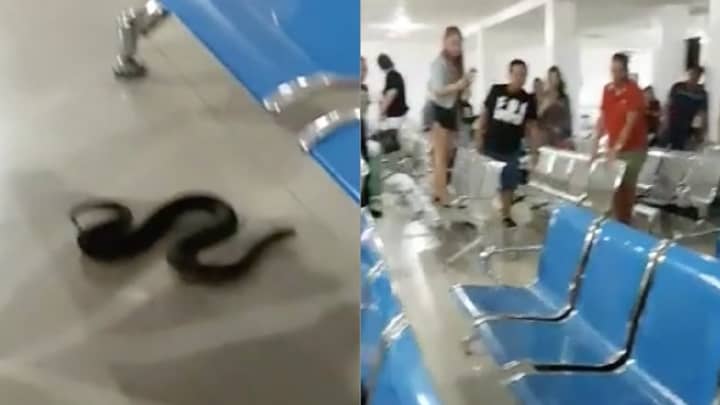 Rogue Snake Sends Airport Passengers Into A Frenzy