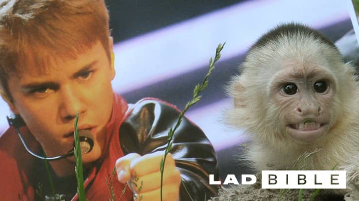 Justin Bieber’s Monkey Is Still Traumatised By The Experience Of Living With The Pop Megastar