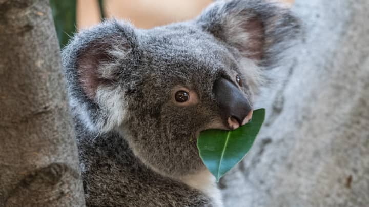 Wildlife Expert Believes ​Koalas Are 'Functionally Extinct' After Australian Bushfires