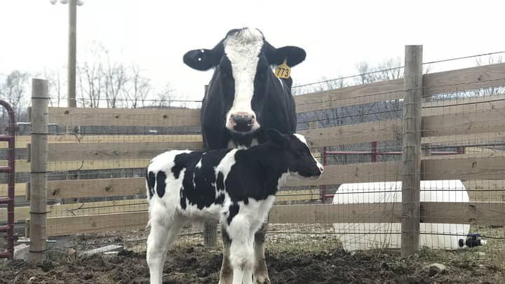 ​Pregnant Cow Gives Birth To Calf After Escaping From Truck Bound For Slaughterhouse