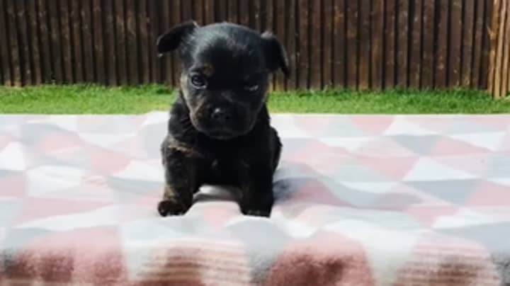 'Purebred Frenchie' Bought For £600 Turns Out To Be Completely Different Breed Of Dog