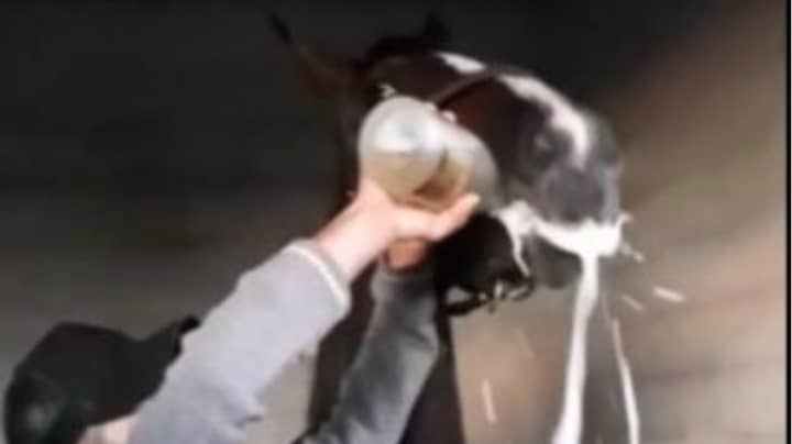 Man Appears To Force Horse To Drink Champagne After Majorca Race