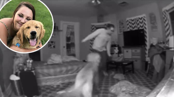 Dog Helps Owner Get To Bed After She Comes Home From Night Out
