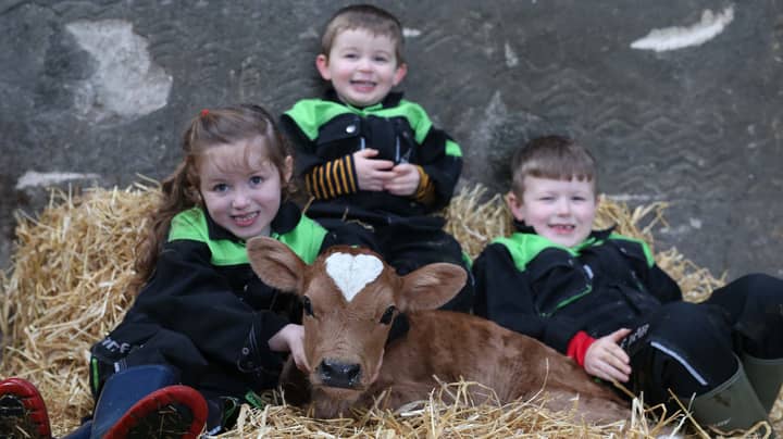 Calf Born On Valentine's Day With Perfect Heart-Shaped Mark On Its Head