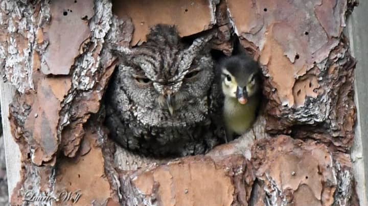 Photographer Captures Owl Looking After Duckling 