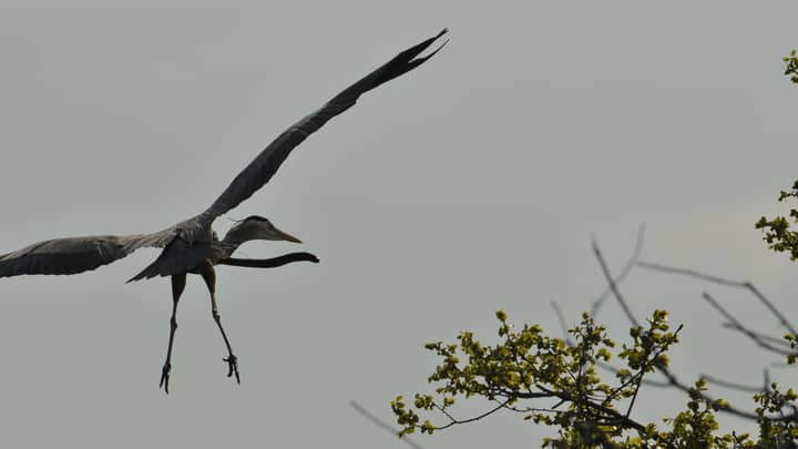 Photographer Shares Picture Of Eel Burrowing Out Of Flying Heron's Stomach
