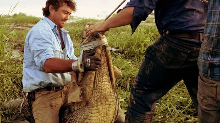 New 'Steve Irwin' Crocodile Hunter Battles 15ft Animal
