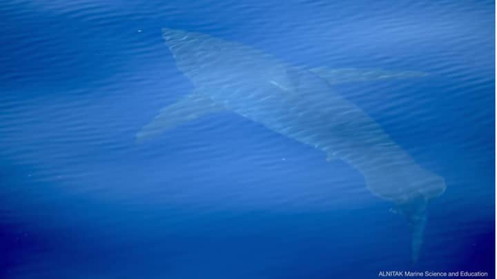 Huge Great White Shark Spotted Near Majorca 