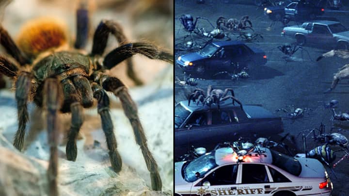 If Spiders Worked Together, They Could Eat All Humans In A Year