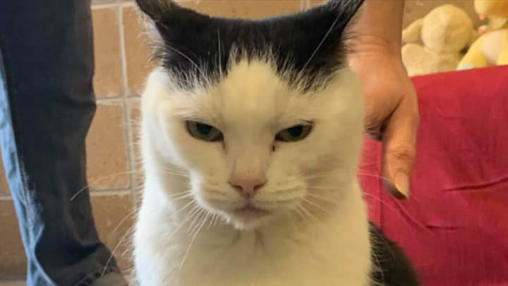'World's Worst Cat' Is Up For Adoption If You Want A Devilish Feline In Your Home